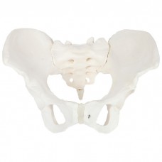 Skeletal Pelvis, Female